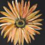 <br /> Orange Daisies - Donated to Art with a Heart Charity in 2012<br />               Oil on canvas 20 x 50 cm  <br />
